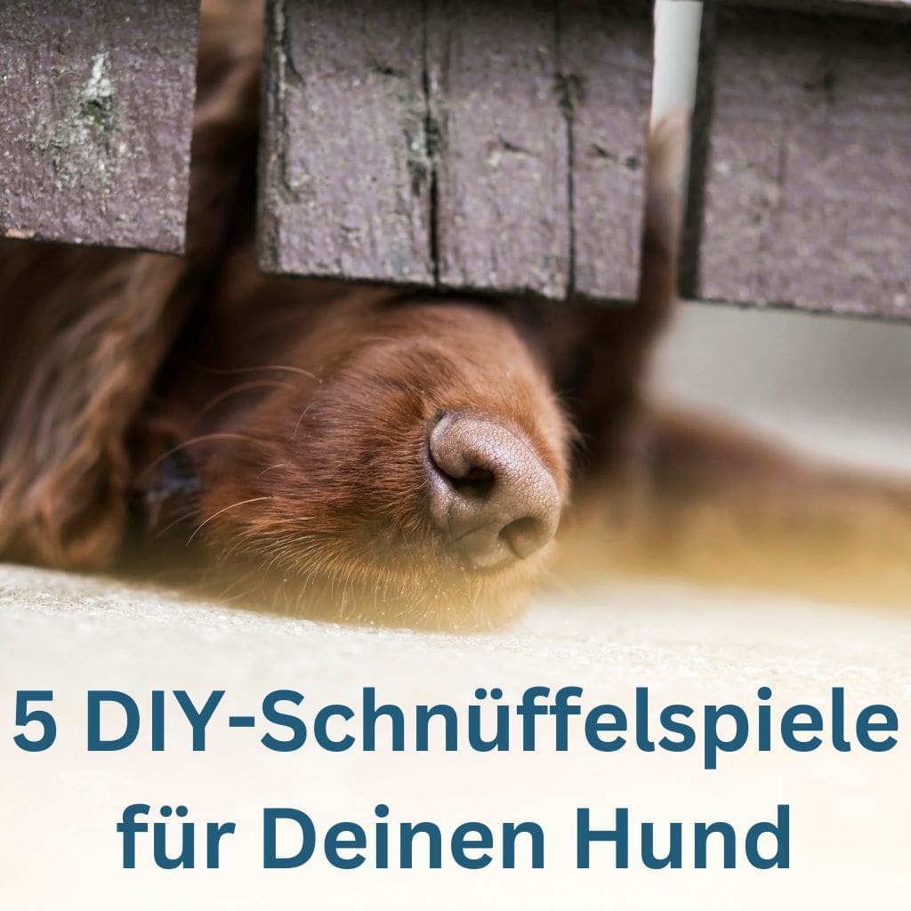 DIY-Schnüffelspiele für Deinen Hund