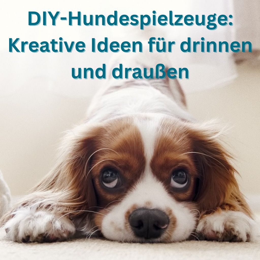 DIY-Hundespielzeug KReative IDeen für drinnen und draußen