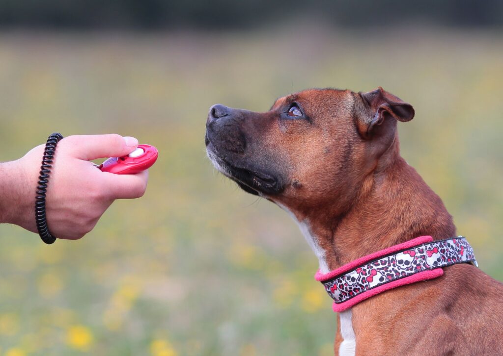 Kreatives Clickertraining - Wie du deinen Hund spielerisch trainierst