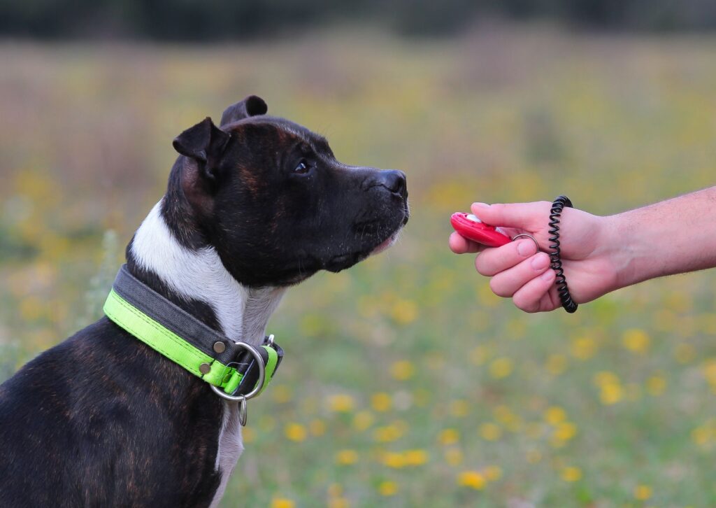 Kreatives Clickertraining - Wie du deinen Hund spielerisch trainierst