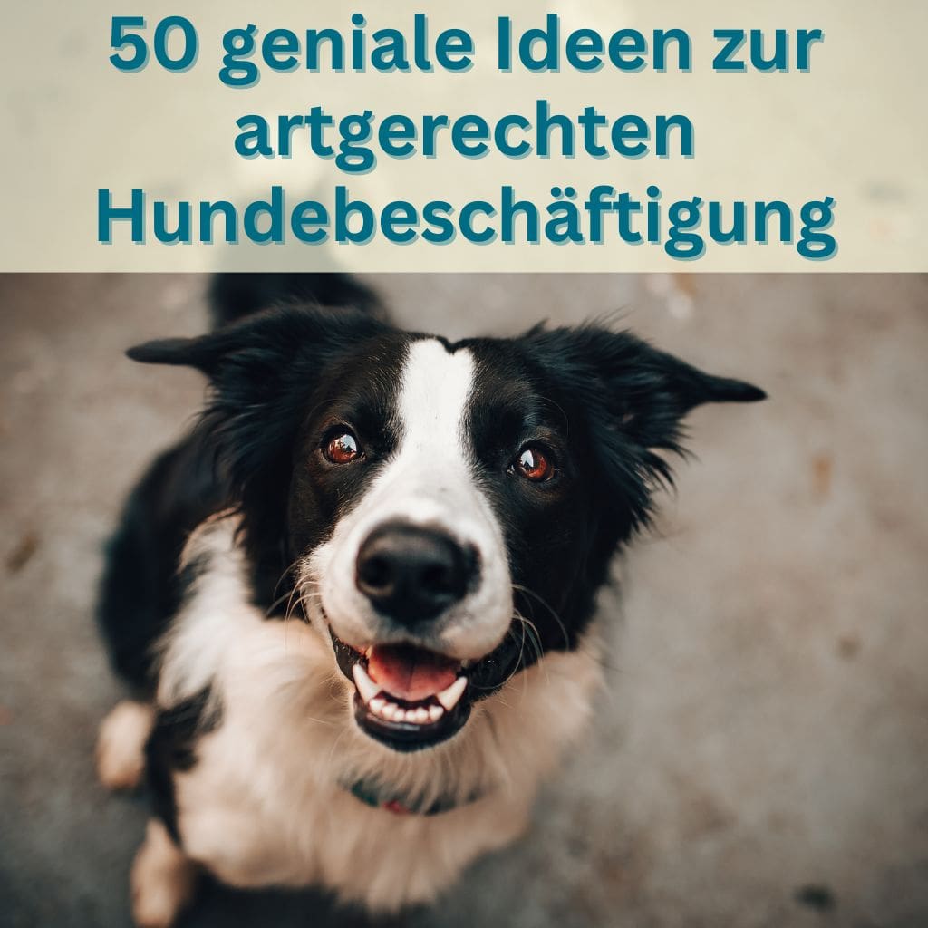 50 geniale Ideen zur artgerechten Hundebeschäftigung