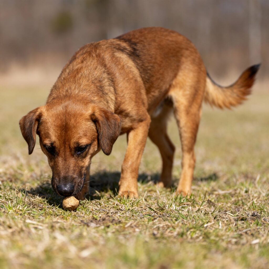 Hund riecht an etwas, das auf dem Boden liegt