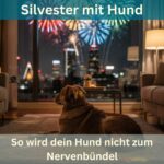 Silvester mit Hund Angst vor Feuerwerk