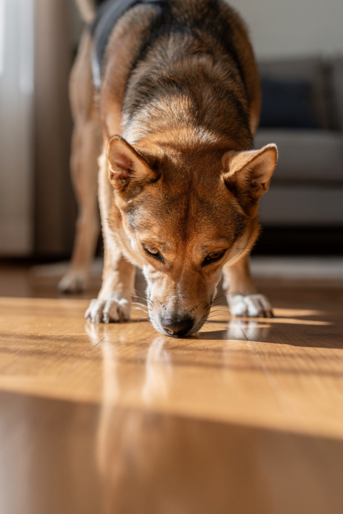 Hund schnuppert auf dem Boden - Nasenarbeit